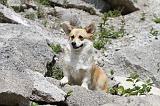 CORGI PEMBROKE 485